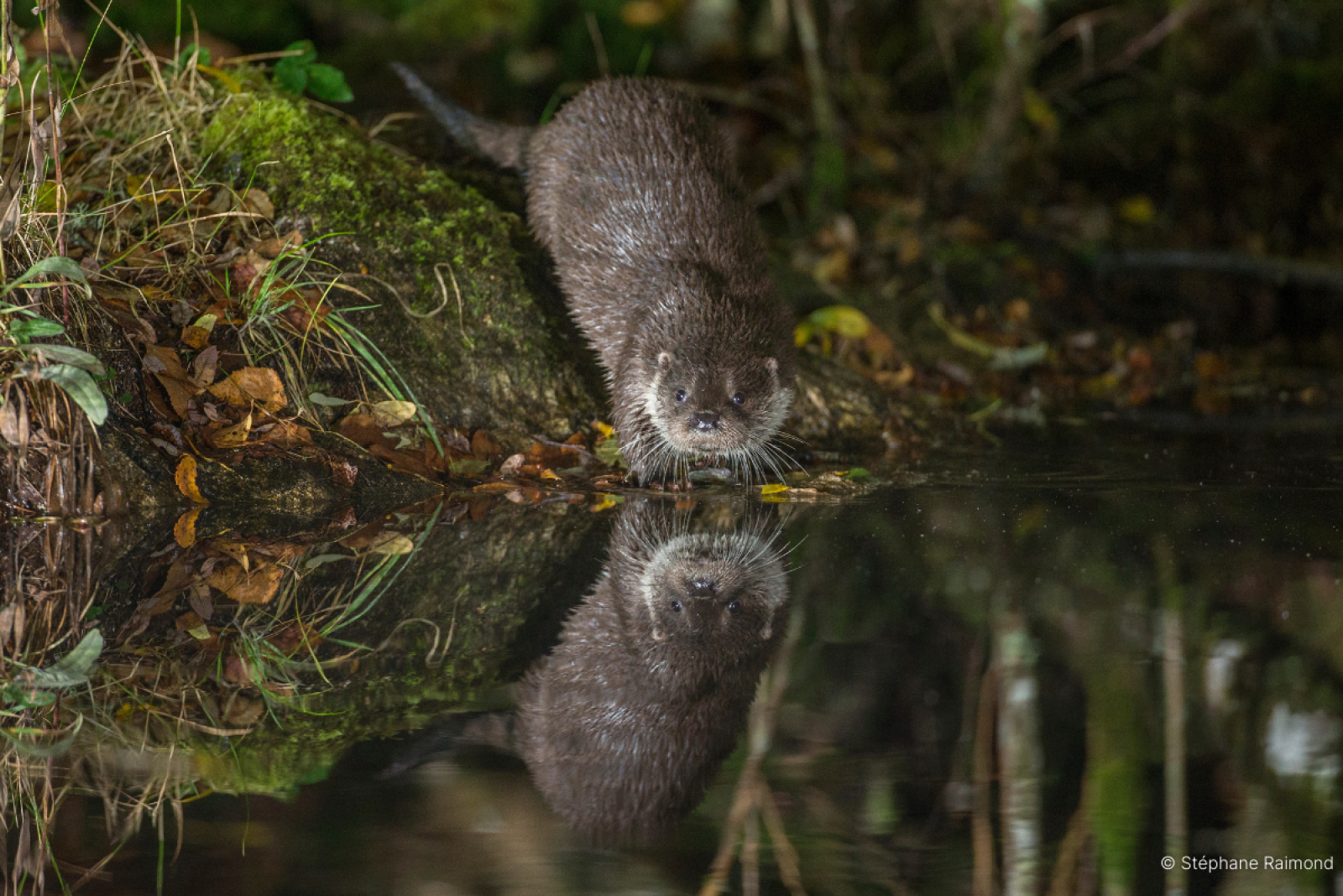Loutre d’Europe Lutra lutra (© Stéphane Raimond)