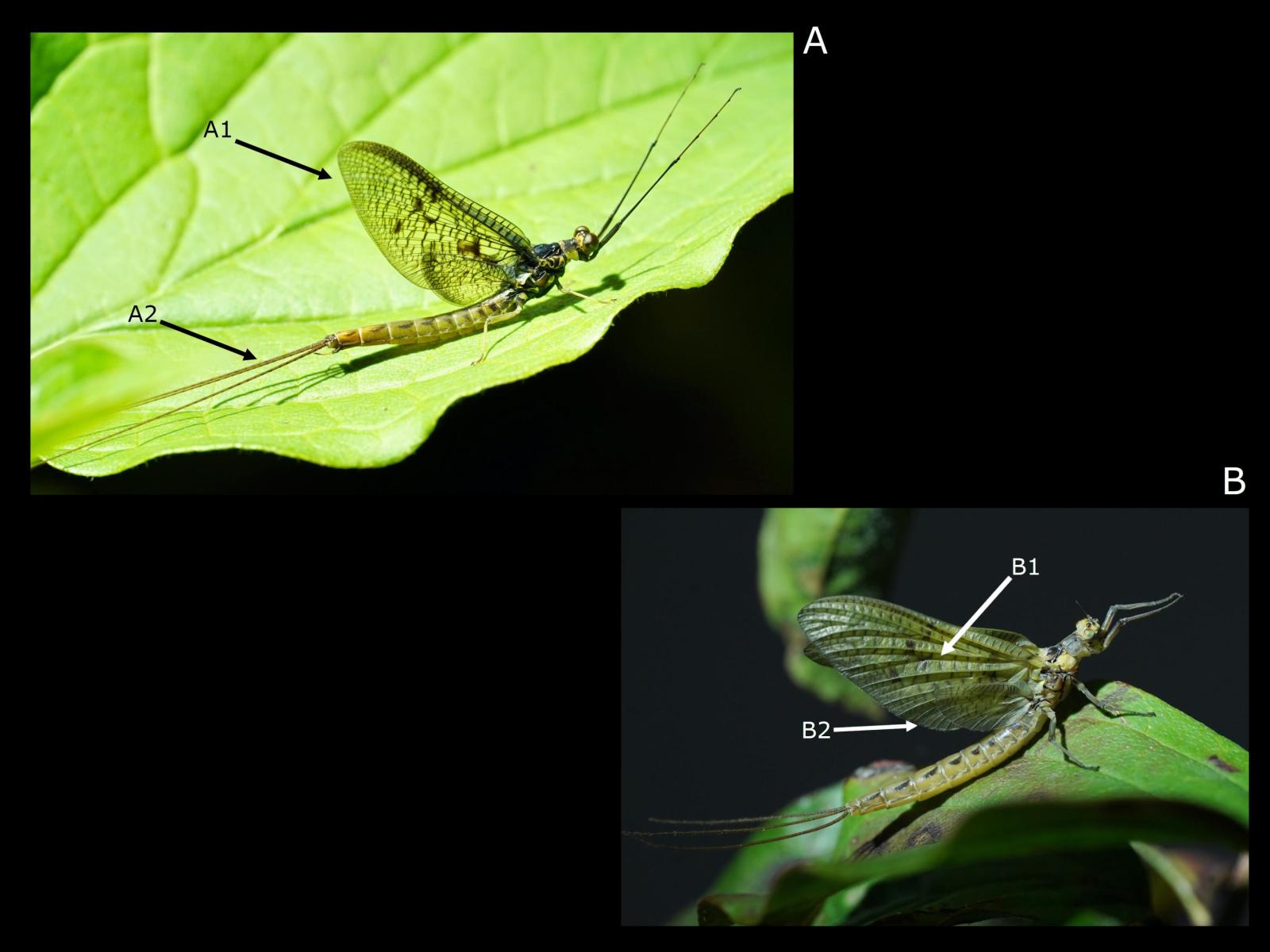 Insecte: éphémère Ephemera vulgata