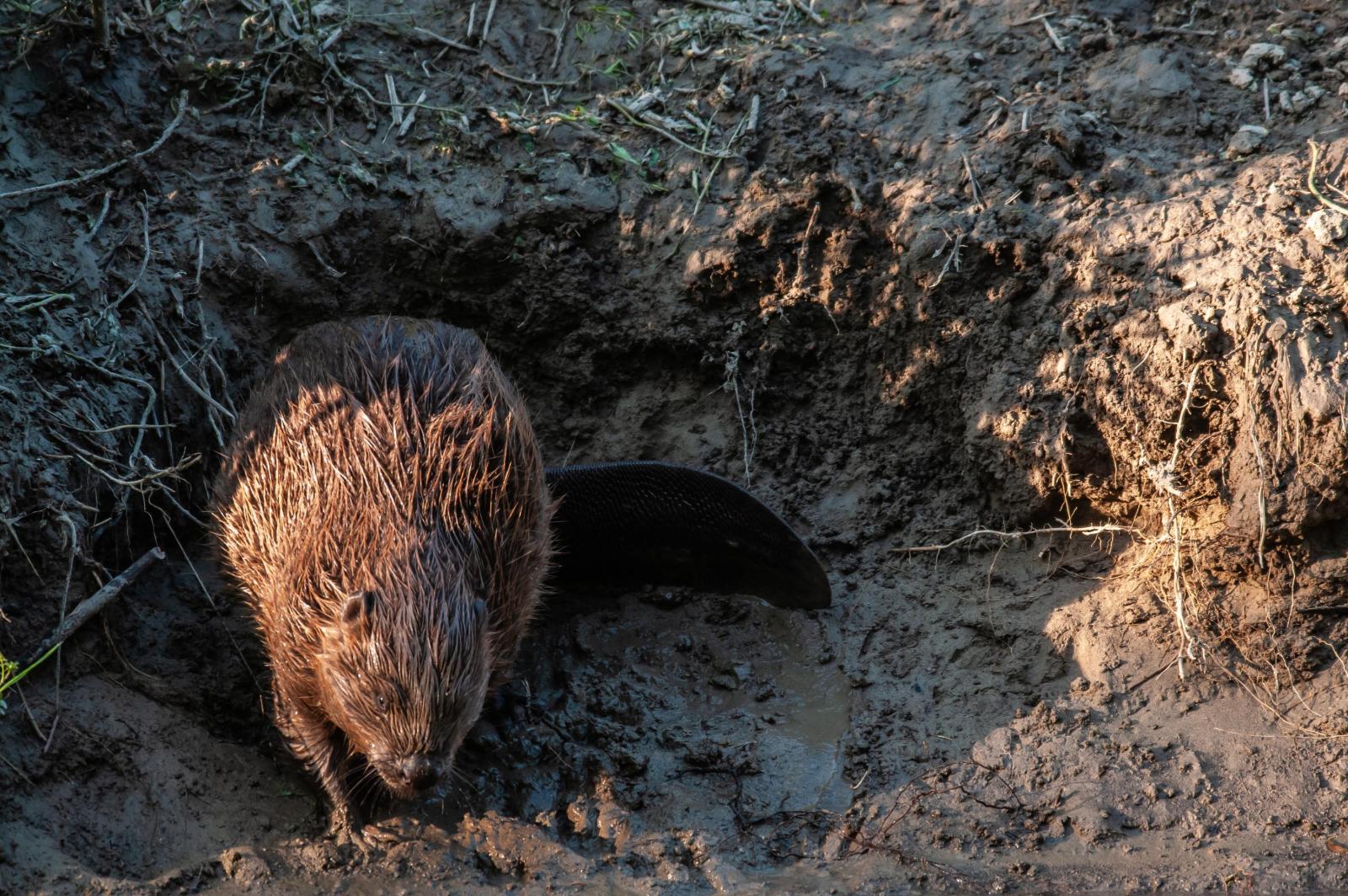 Un castor marque son territoire sur la rive (© Christof Angst)
