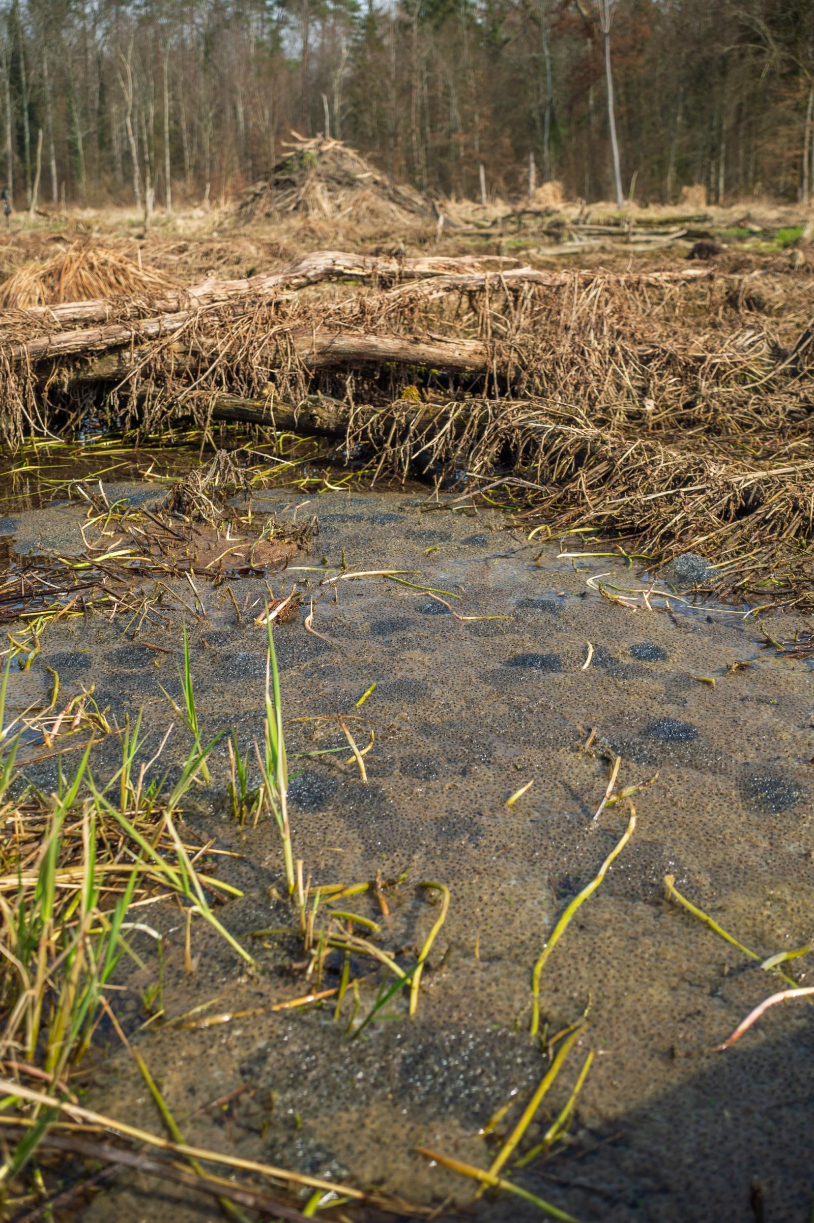 Reproduction massive de grenouilles rousses dans le territoire des castors à Marthalen (ZH) (© Christof Angst)