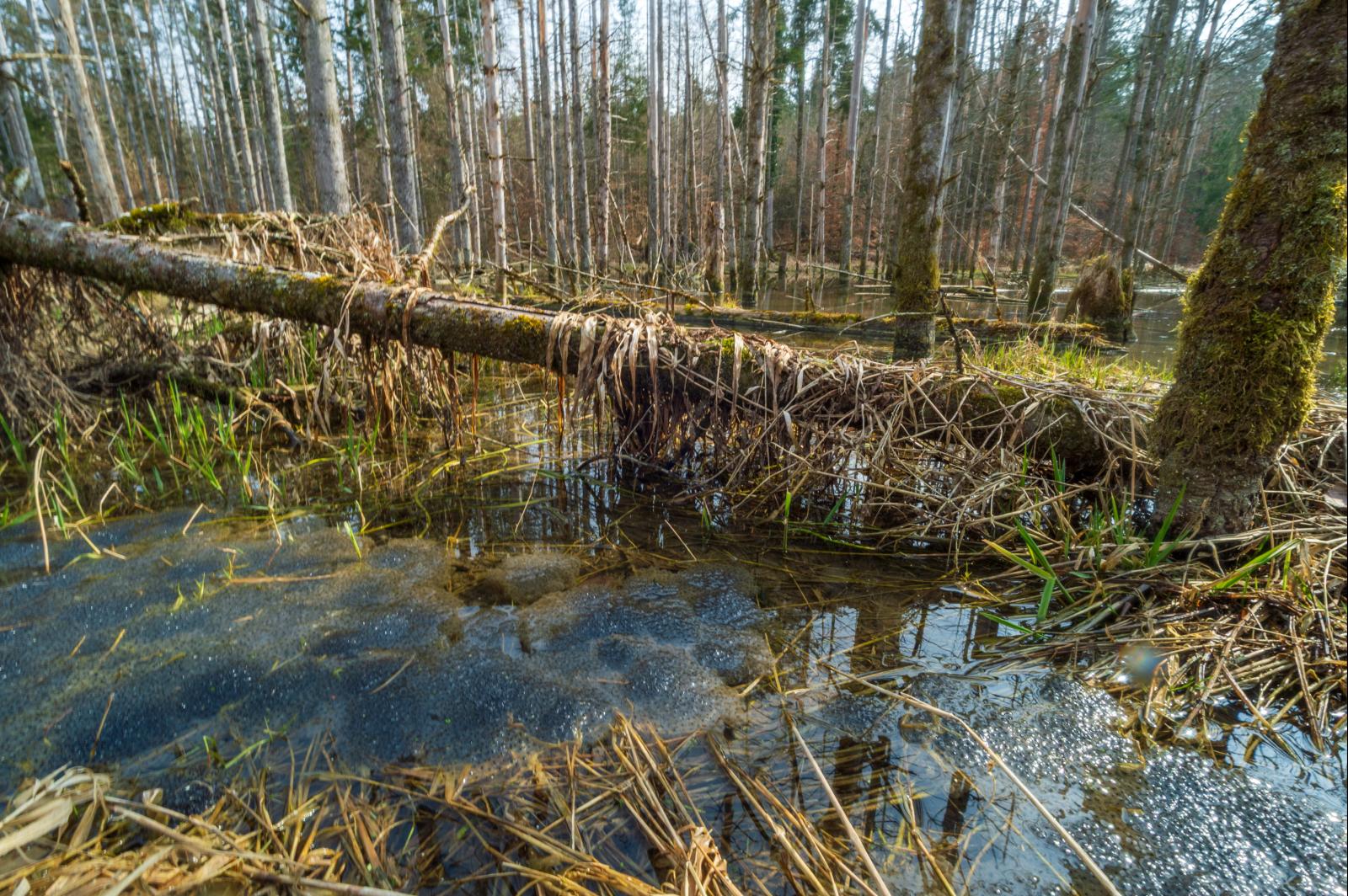 Reproduction massive de grenouilles rousses dans le territoire des castors à Marthalen (ZH) (© Christof Angst)