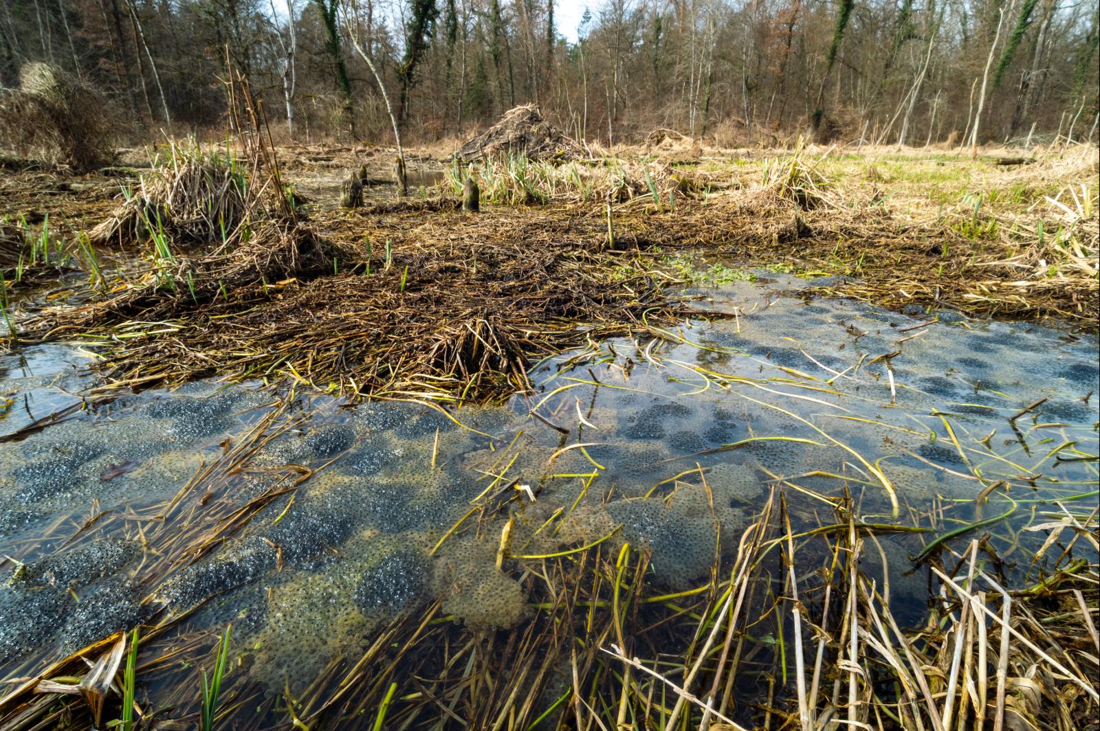 Reproduction massive de grenouilles rousses dans le territoire des castors à Marthalen ZH (© Christof Angst)