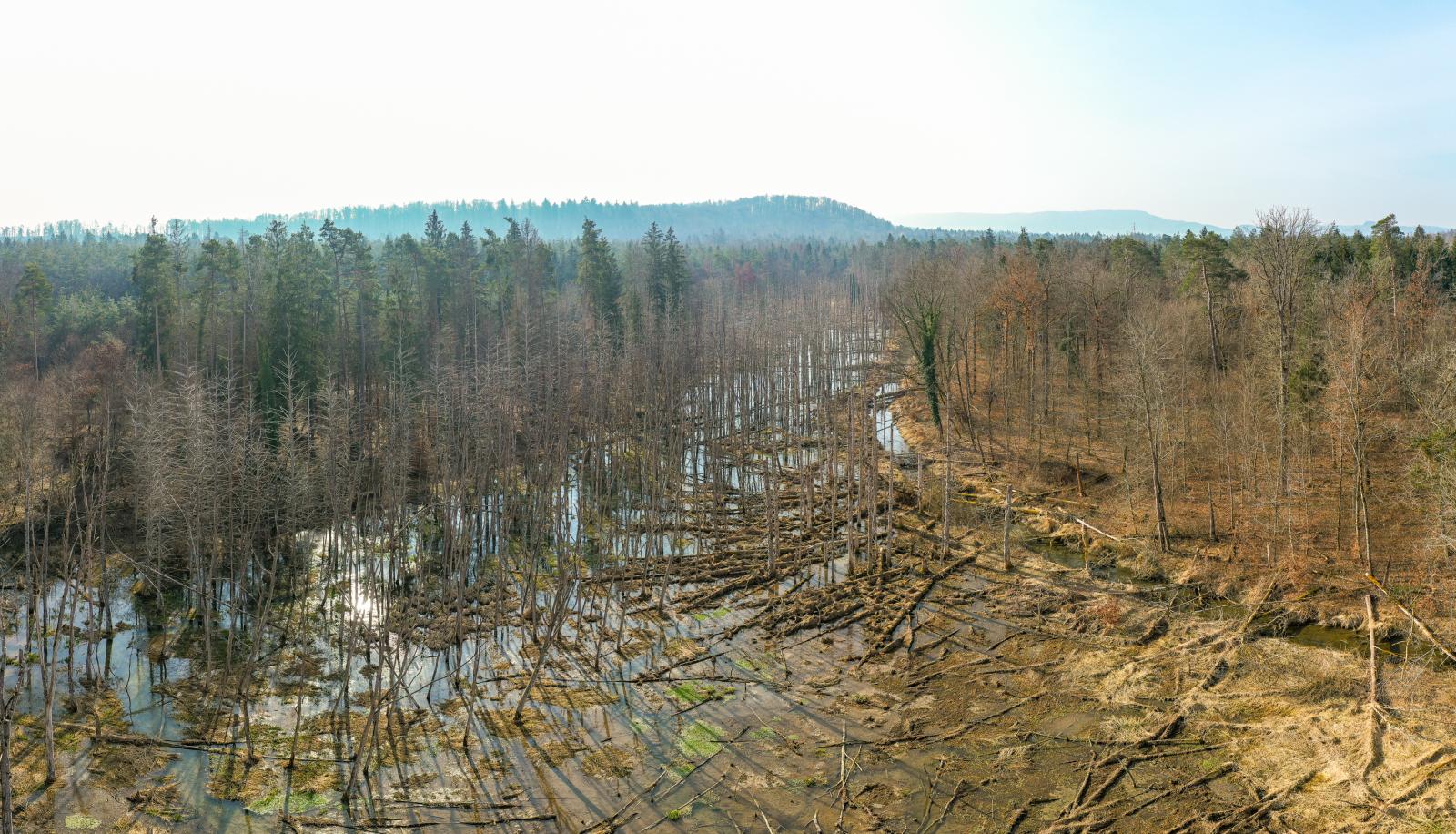 Territoire de castors à Marthalen ZH (© Christof Angst)
