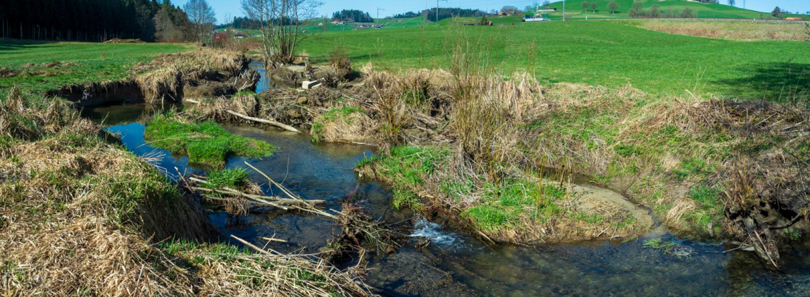 Une revitalisation naturelle grâce au castor (© Christof Angst)