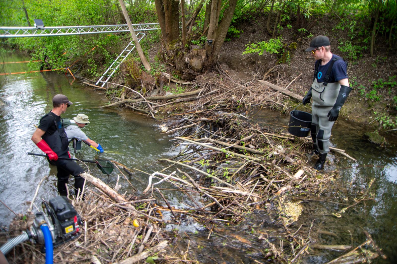 Pêche électrique dans le cadre du projet sur la migration piscicole (© Christof Angst)