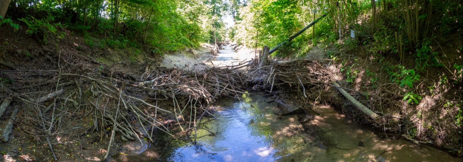 Une revitalisation naturelle grâce au castor (© Christof Angst)