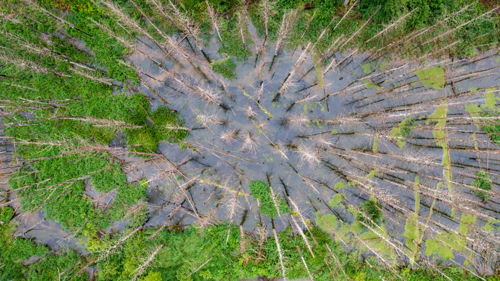 Bois mort sur pied dans un territoire des castors (© Christof Angst)
