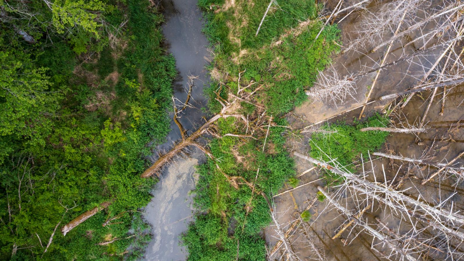 Un certain «chaos» règne souvent au sein des territoires de castors (© Christof Angst)