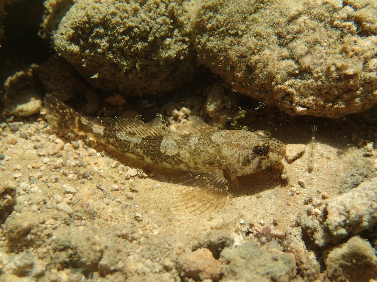 Poissons de Suisse Chabot  - Cottus gobio 
