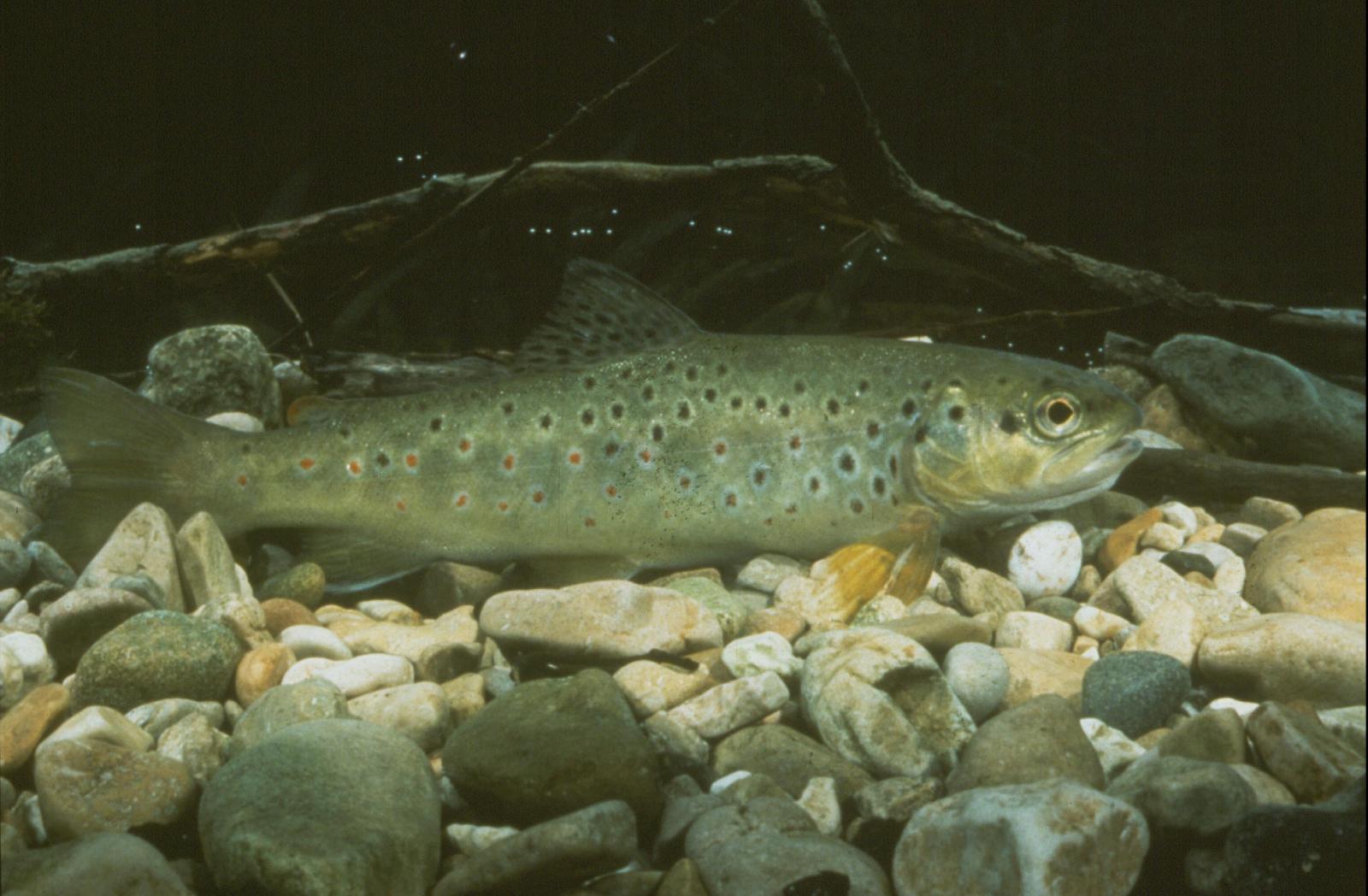 Poissons de Suisse Truite atlantique  - Salmo trutta 