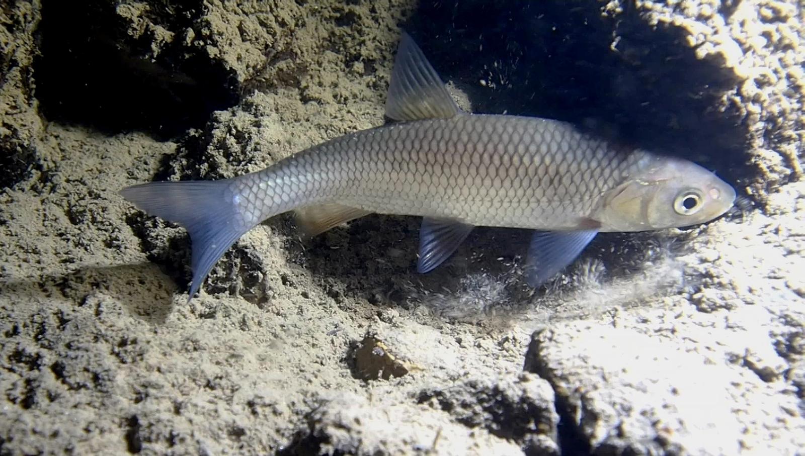 Poissons de Suisse Chevaine commun - Squalius cephalus 