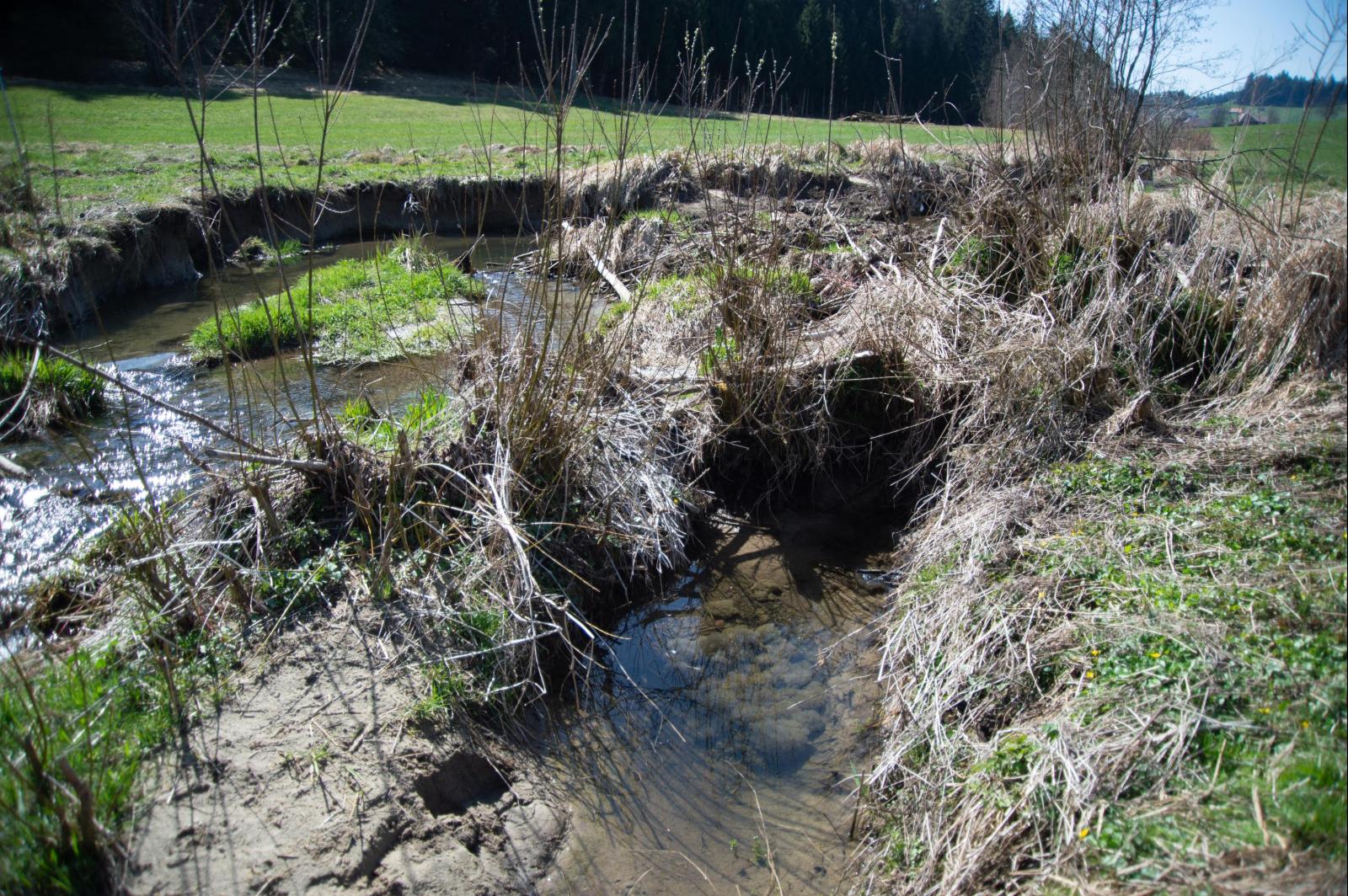Pontes de grenouille rousse dans le Rotbach BE (© Christof Angst)