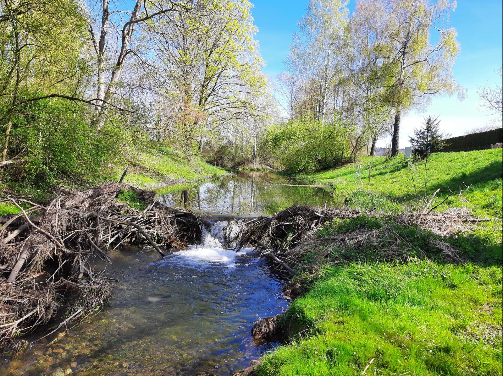  Territoire de castors au Chriesbach ZH (© Silvan Minnig)