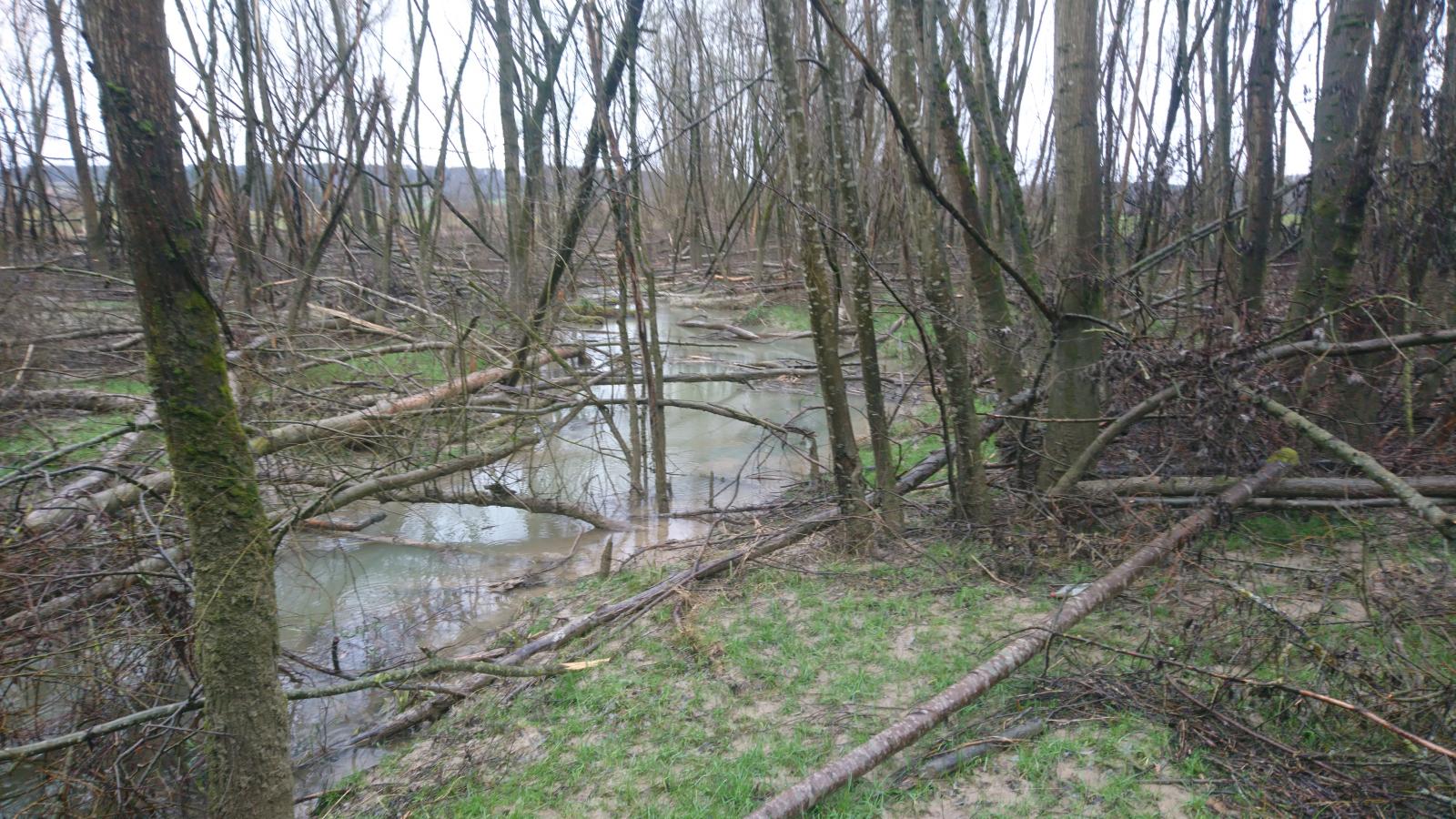  Biberrevier am Gilebächli TG (© Silvan Minnig)