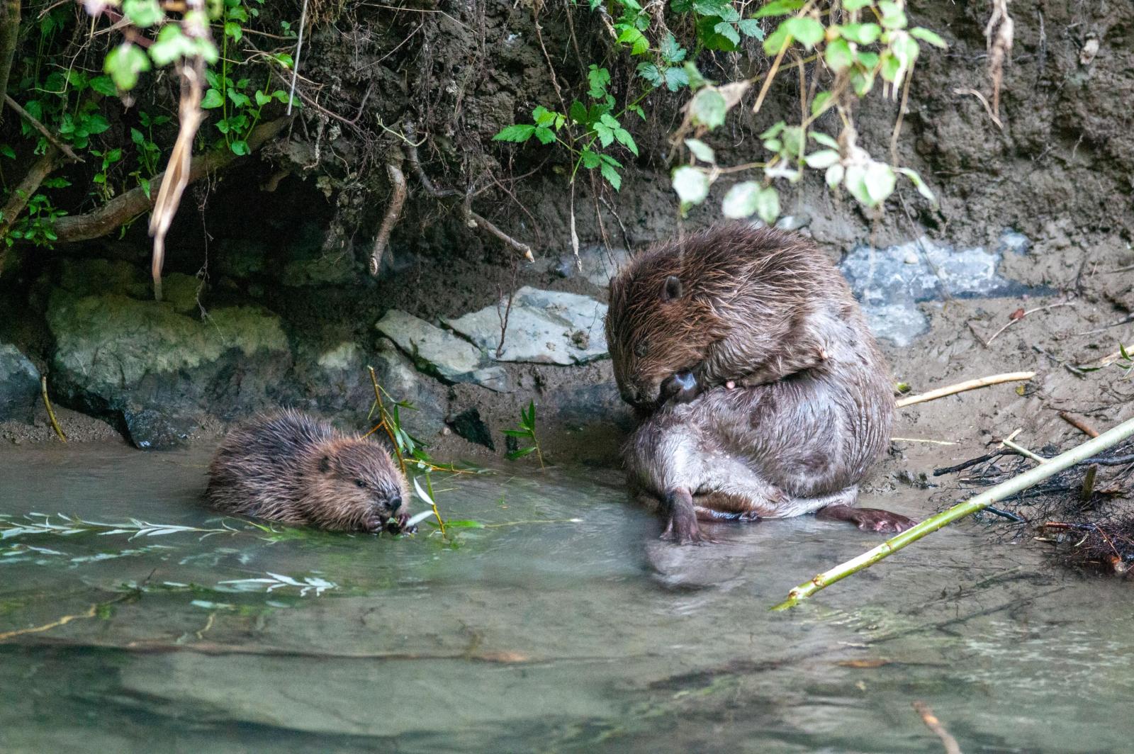 Une mère castor avec son petit (© Christof Angst)