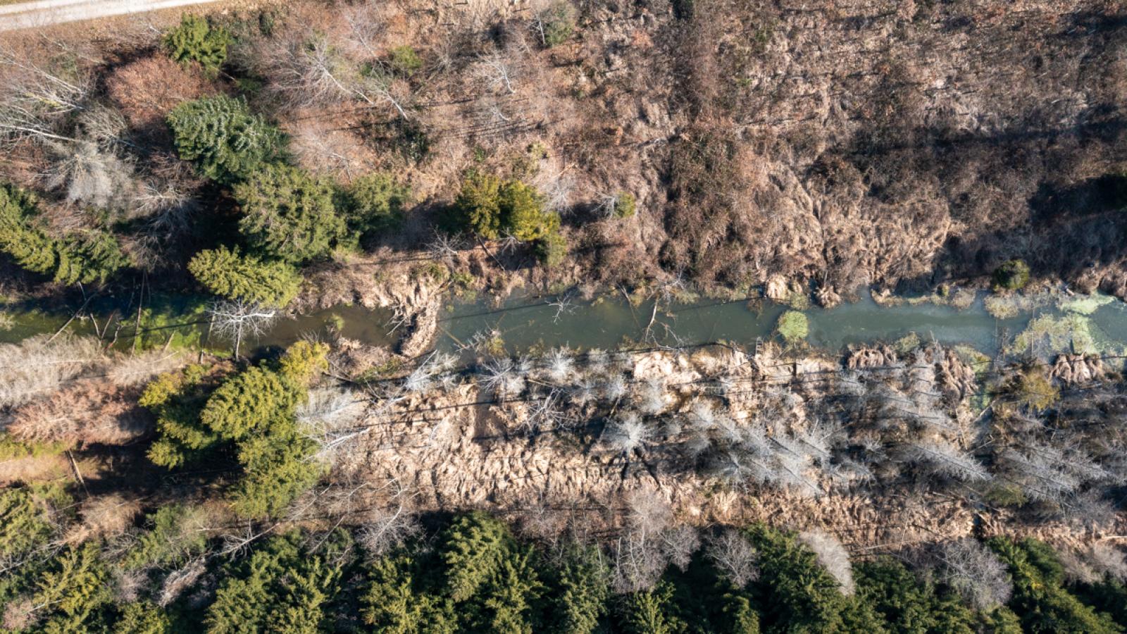 Territoire de castors sur le Haslibach BE (© Christof Angst)