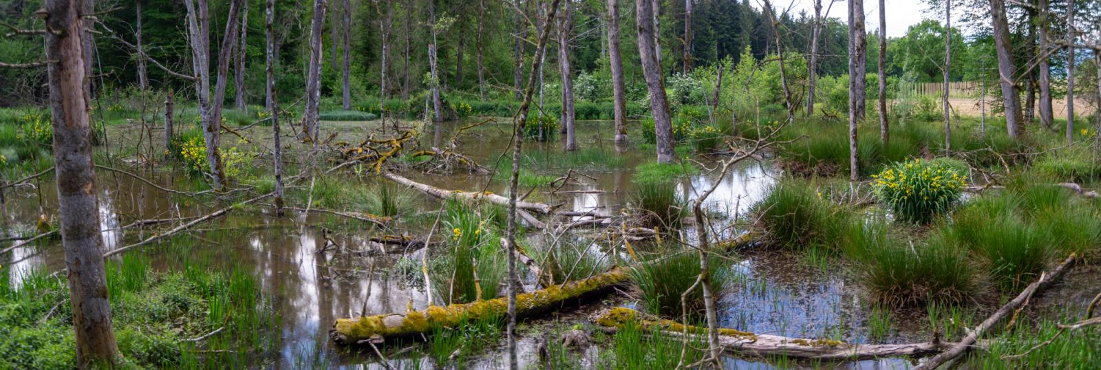 Territoire de castors sur le Riedgraben BE (© Christof Angst)