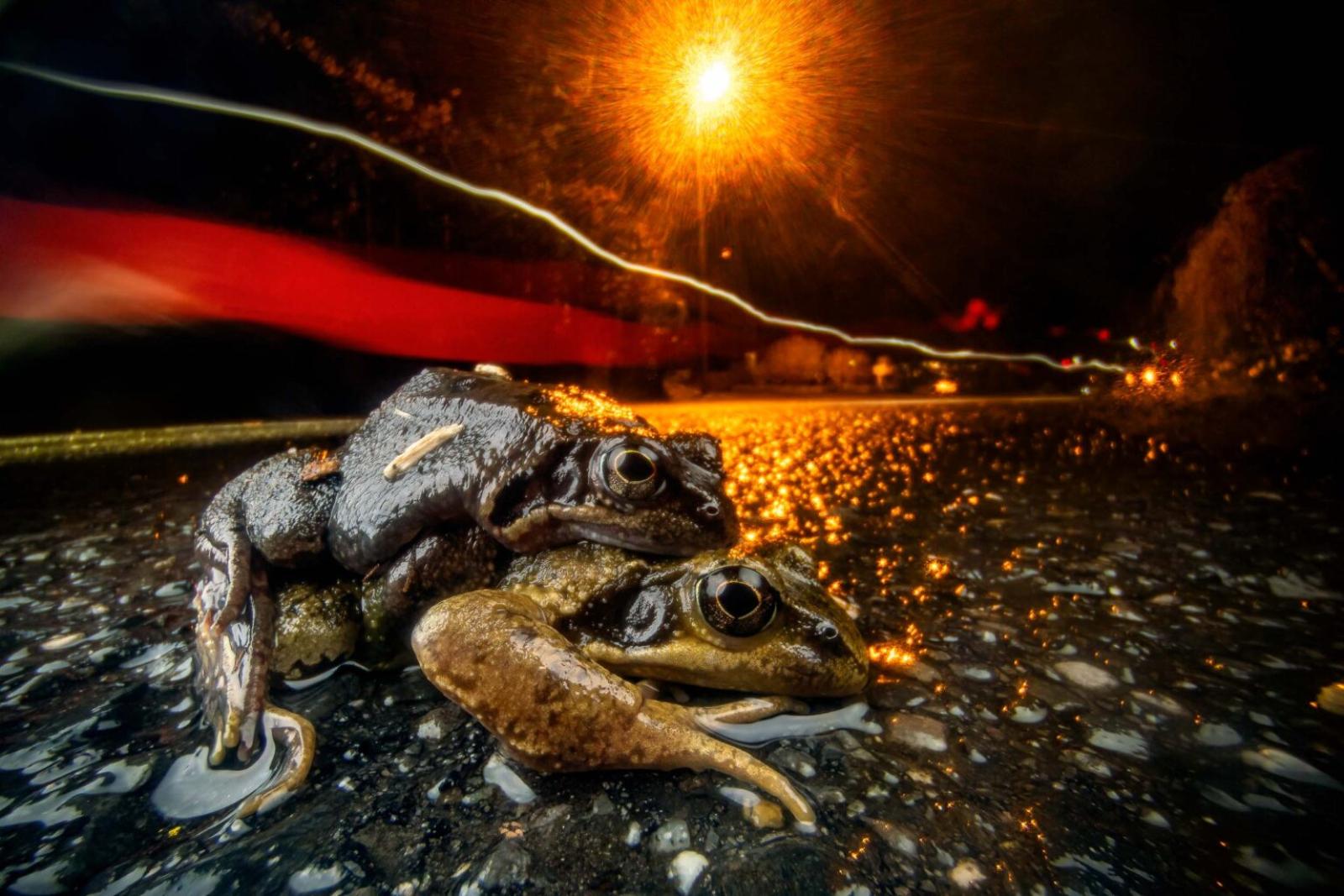 Grasfroschpaar nachts auf Strasse