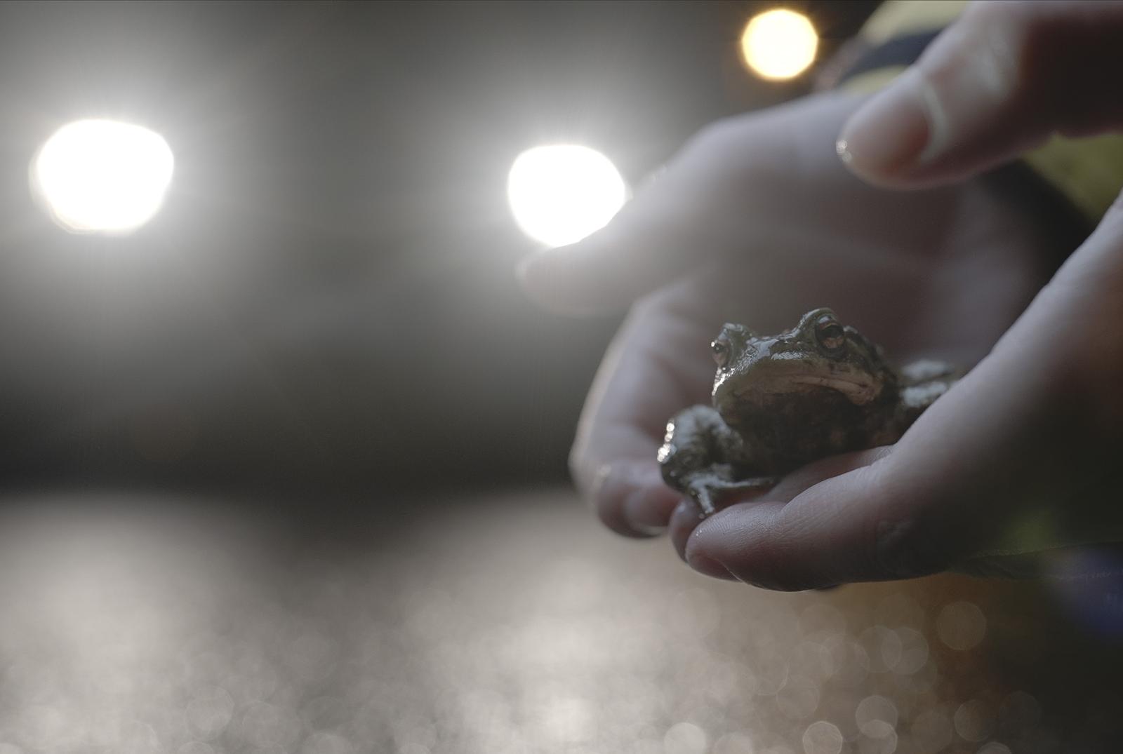 Erdkröte wird von Hand über die Strasse getragen