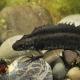 Triturus cristatus (Laurenti, 1768) und Triturus carnifex (Laurenti, 1768) - Triton crêté et Triton crêté italien - @Andreas Meyer - info fauna