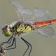 Sympetrum depressiusculum © Christian Monnerat