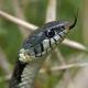 Natrix helvetica
