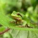 Italienischer Laubfrosch auf einem Brombeerblatt 