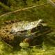 Pelophylax ridibundus