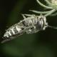 Les abeilles sauvages de Suisse  - Coelioxys aurolimbatus
