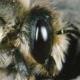 Les abeilles sauvages de Suisse  - Megachile ericetorum