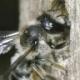 Les abeilles sauvages de Suisse  - Megachile lapponica