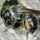 Les abeilles sauvages de Suisse  - Megachile versicolor