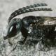 Les abeilles sauvages de Suisse Sphécode gibbeux - Sphecodes gibbus