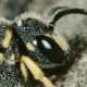 Les abeilles sauvages de Suisse  - Stelis signata