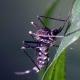 Les espèces néozones de Suisse Moustique japonais - Aedes japonicus