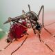 Les espèces néozones de Suisse Moustique tigre - Aedes albopictus