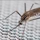 Les espèces néozones de Suisse Moustique coréen - Aedes koreicus