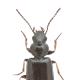 Carabes de Suisse  - Amblystomus niger