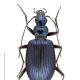 Carabes de Suisse  - Anchomenus cyaneus