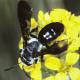 Les abeilles sauvages de Suisse  - Andrena afrensis
