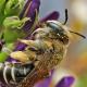 Les abeilles sauvages de Suisse Andrène ovale - Andrena afzeliella