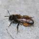 Les abeilles sauvages de Suisse  - Andrena allosa