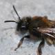 Les abeilles sauvages de Suisse  - Andrena allosa