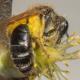 Les abeilles sauvages de Suisse Andrène argentée - Andrena argentata