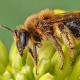 Les abeilles sauvages de Suisse  - Andrena barbilabris