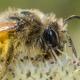Les abeilles sauvages de Suisse Andrène deux-taches - Andrena bimaculata