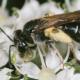 Les abeilles sauvages de Suisse Andrène pattes-d'or - Andrena chrysosceles