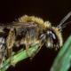Les abeilles sauvages de Suisse Andrène de l'asperge - Andrena chrysopus