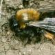 Les abeilles sauvages de Suisse  - Andrena clarkella