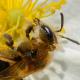 Les abeilles sauvages de Suisse Andrène combinée - Andrena combinata